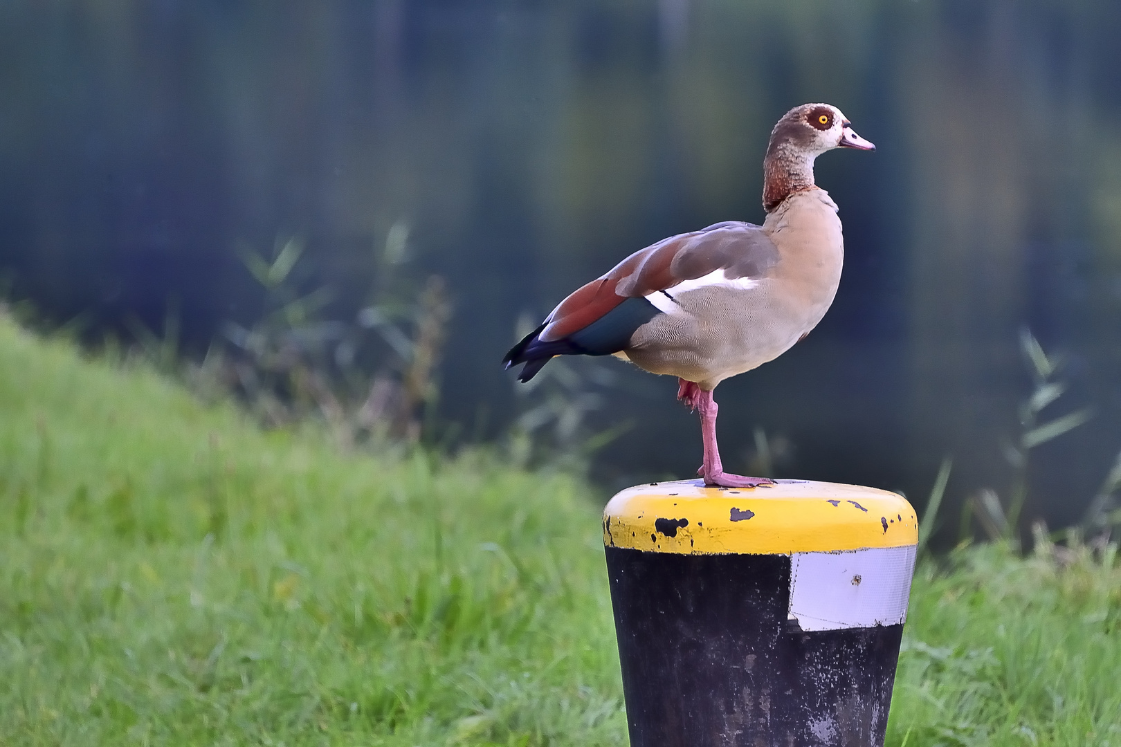 Nilgans