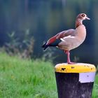 Nilgans