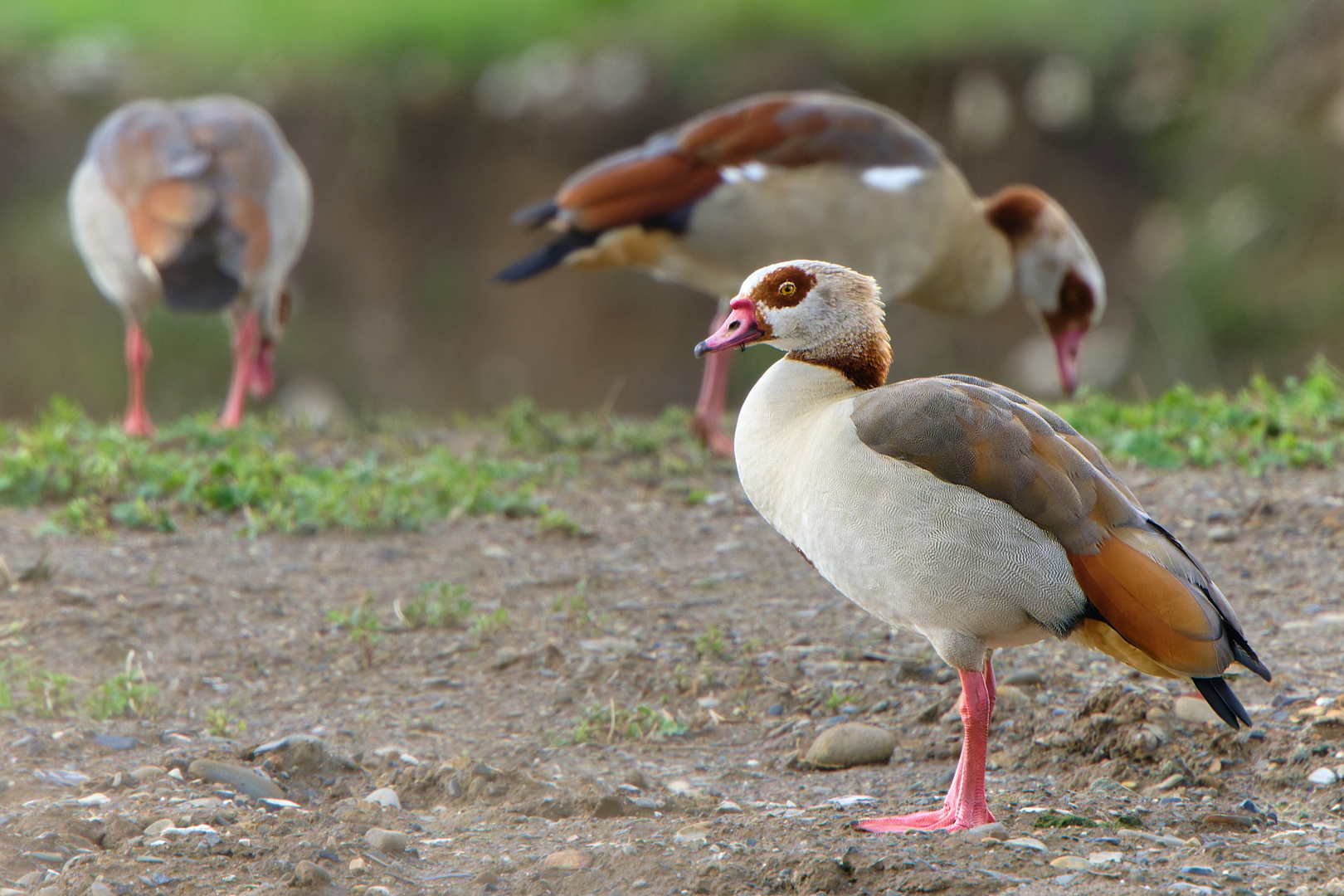 Nilgans