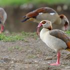 Nilgans