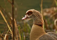 Nilgans 3