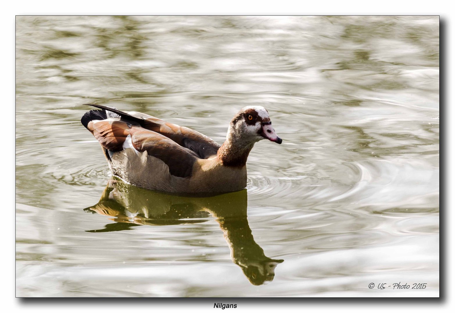 Nilgans #3