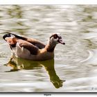 Nilgans #3