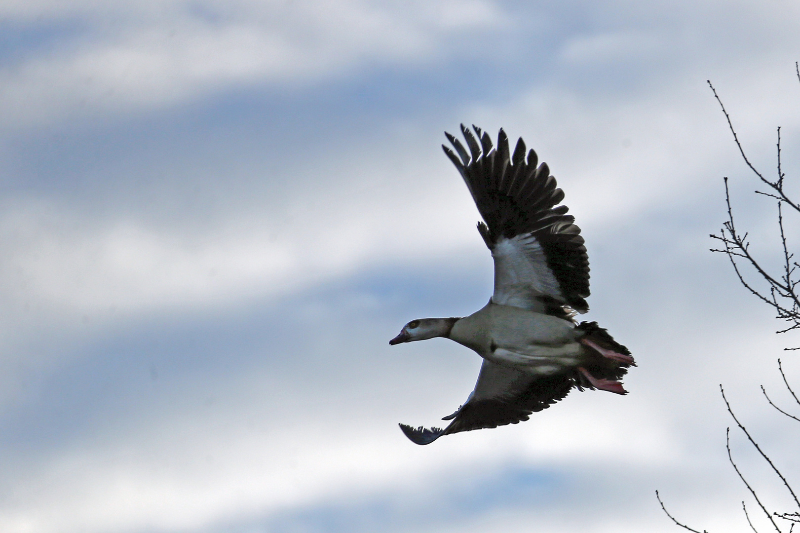 Nilgans -3-