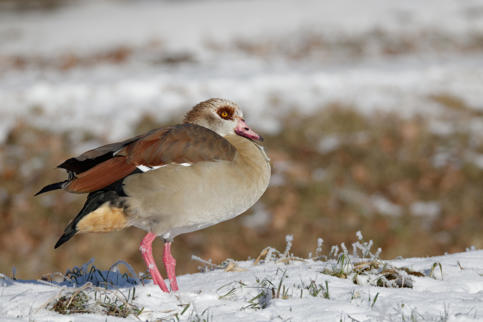 Nilgans