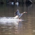 Nilgans .....