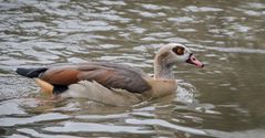 nilgans