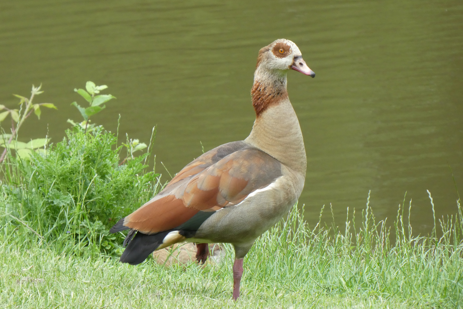 Nilgans