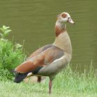 Nilgans