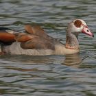 Nilgans