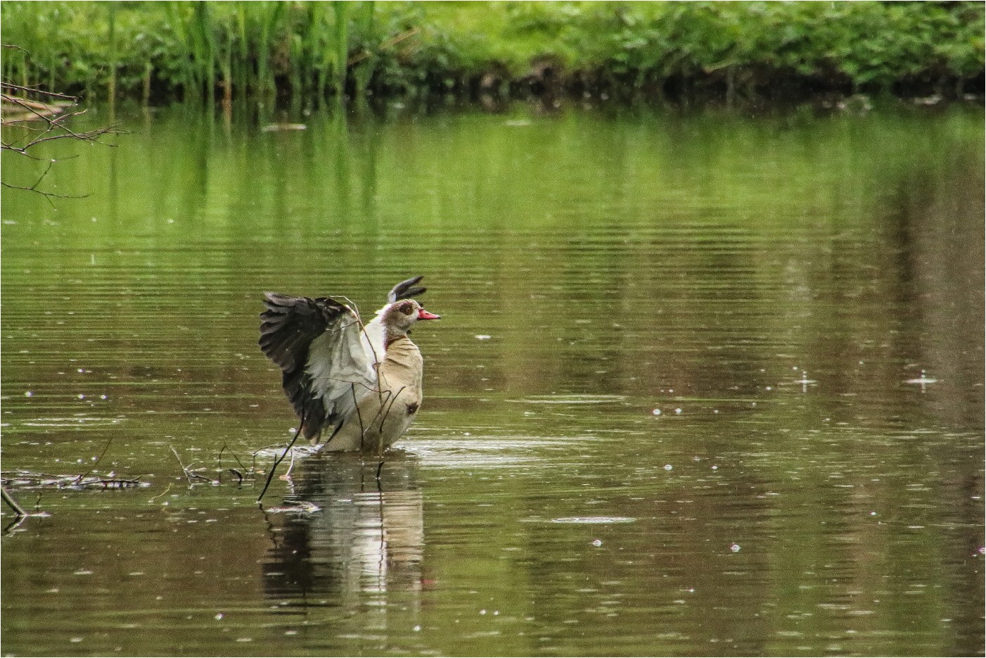 Nilgans