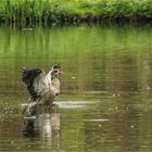 Nilgans