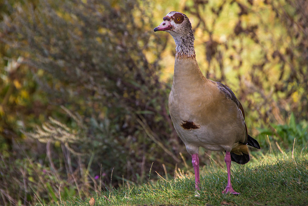 Nilgans