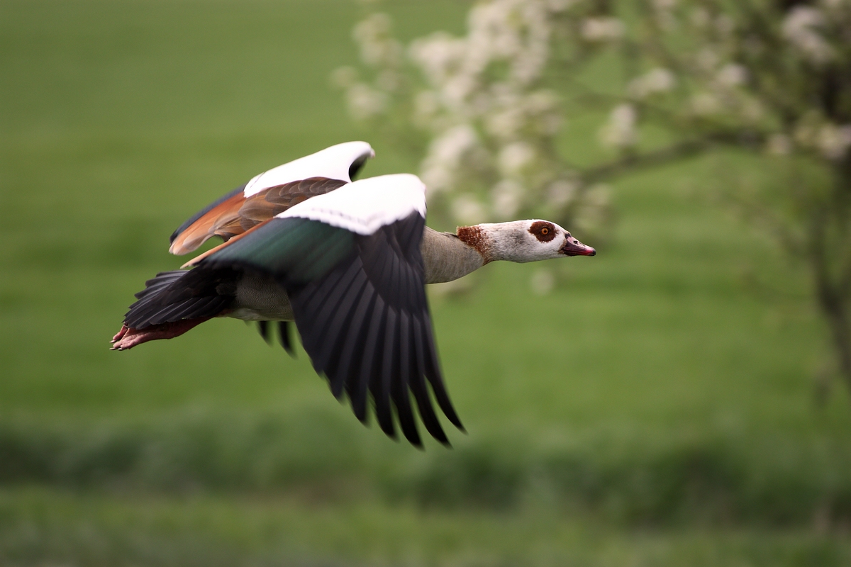 Nilgans