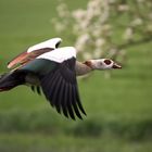 Nilgans