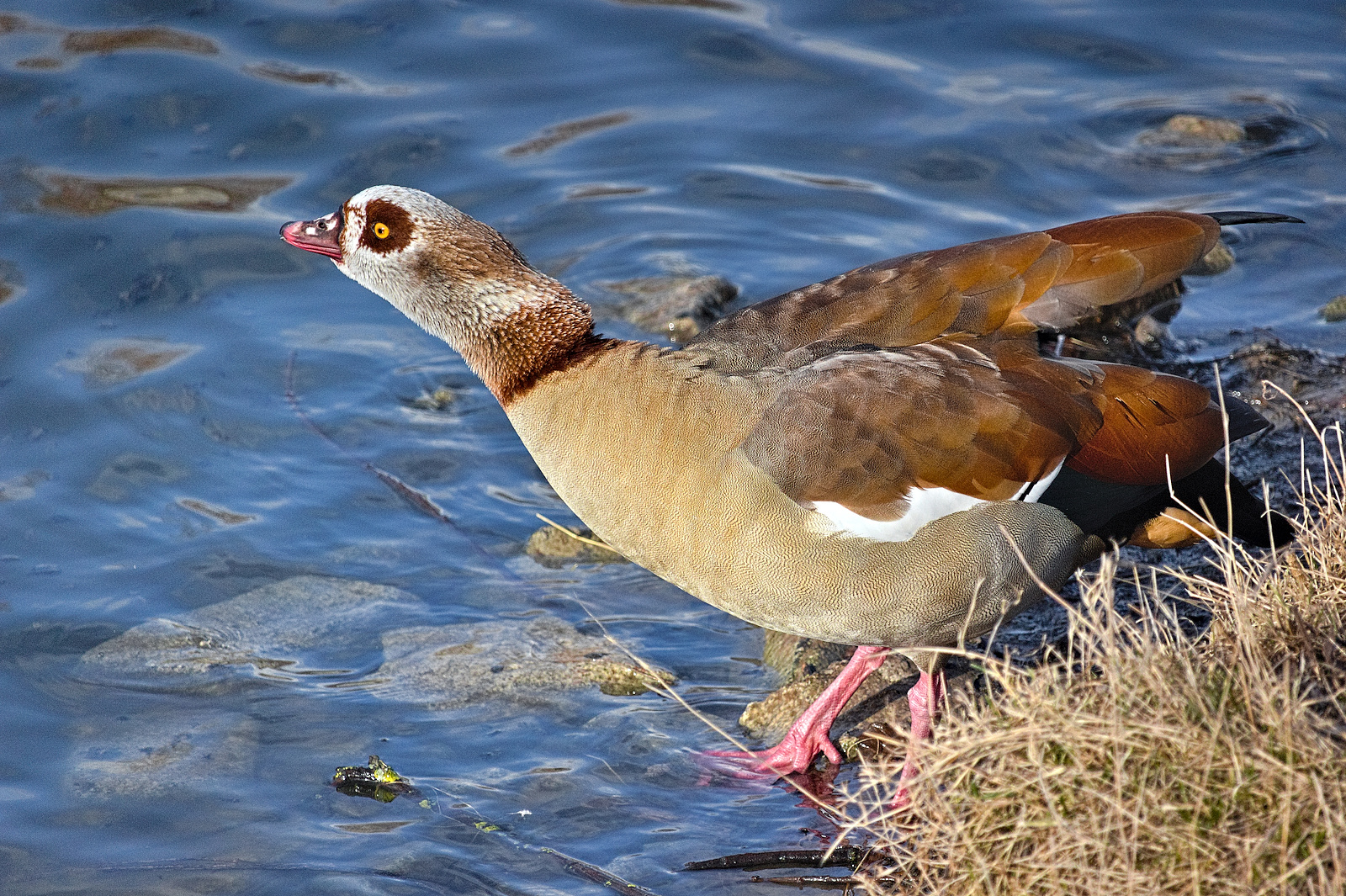 Nilgans