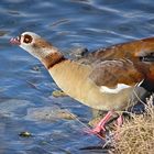 Nilgans