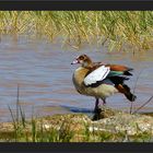 Nilgans