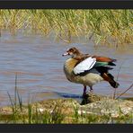 Nilgans