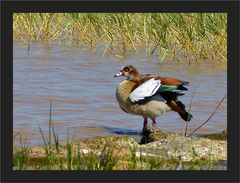 Nilgans