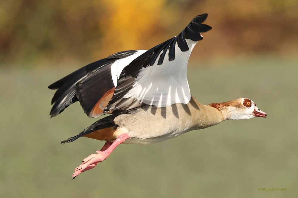 Nilgans