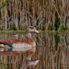 Nilgans