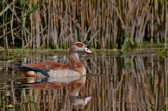 Nilgans