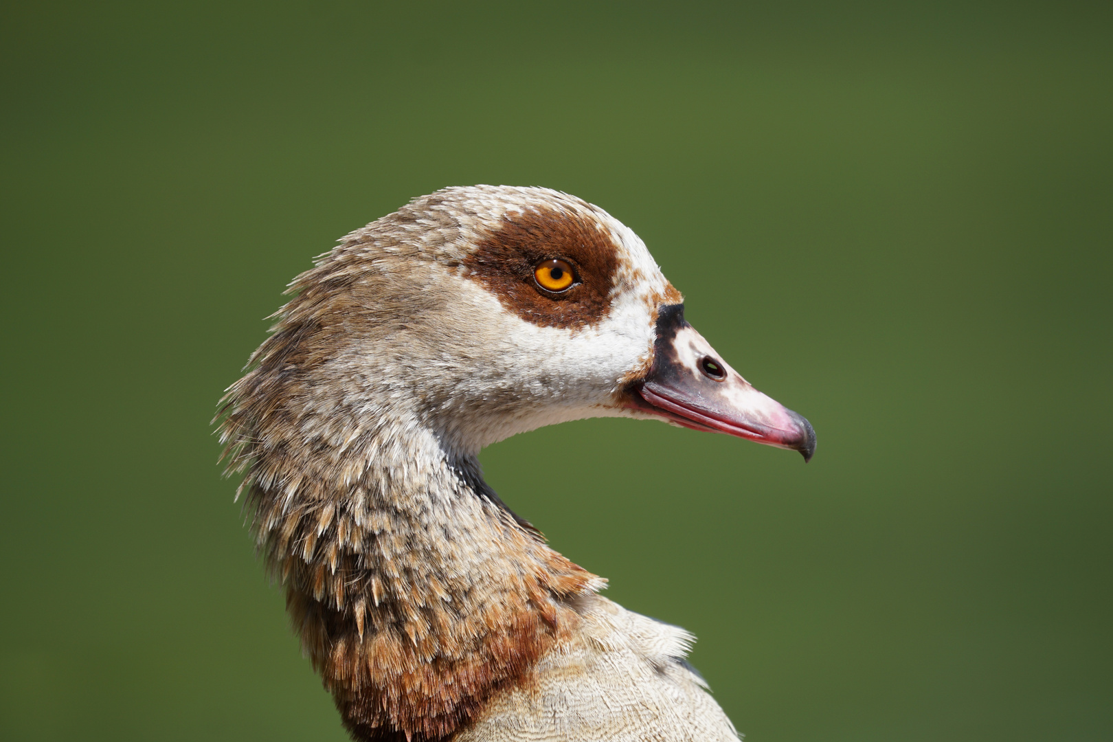 Nilgans