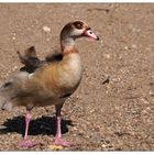 Nilgans