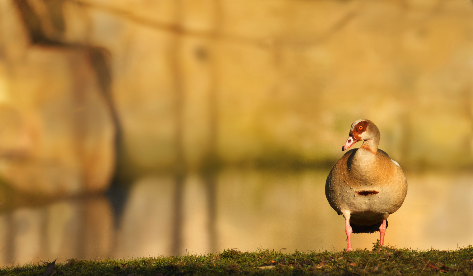 Nilgans