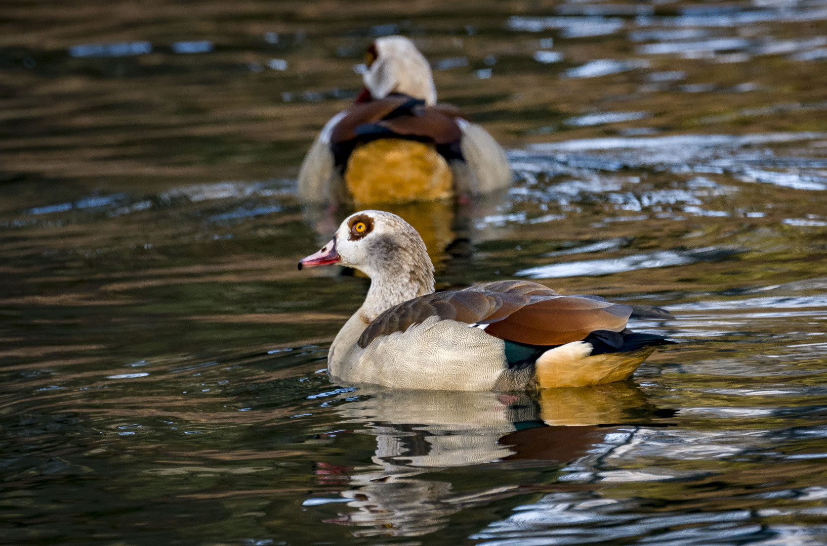 Nilgans 