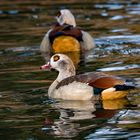 Nilgans 