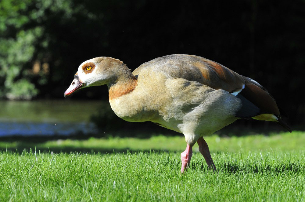 Nilgans