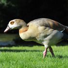 Nilgans