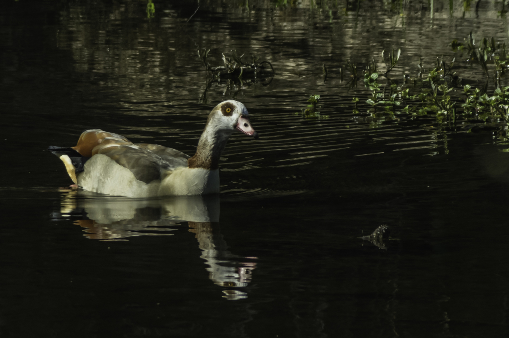 Nilgans