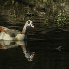 Nilgans