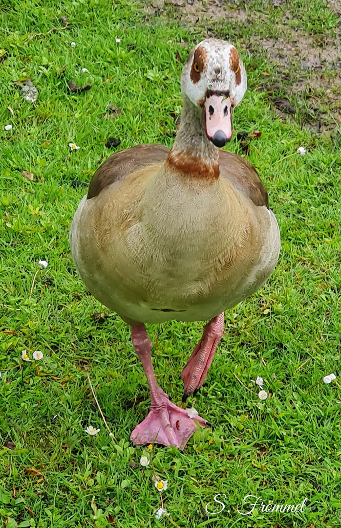 Nilgans