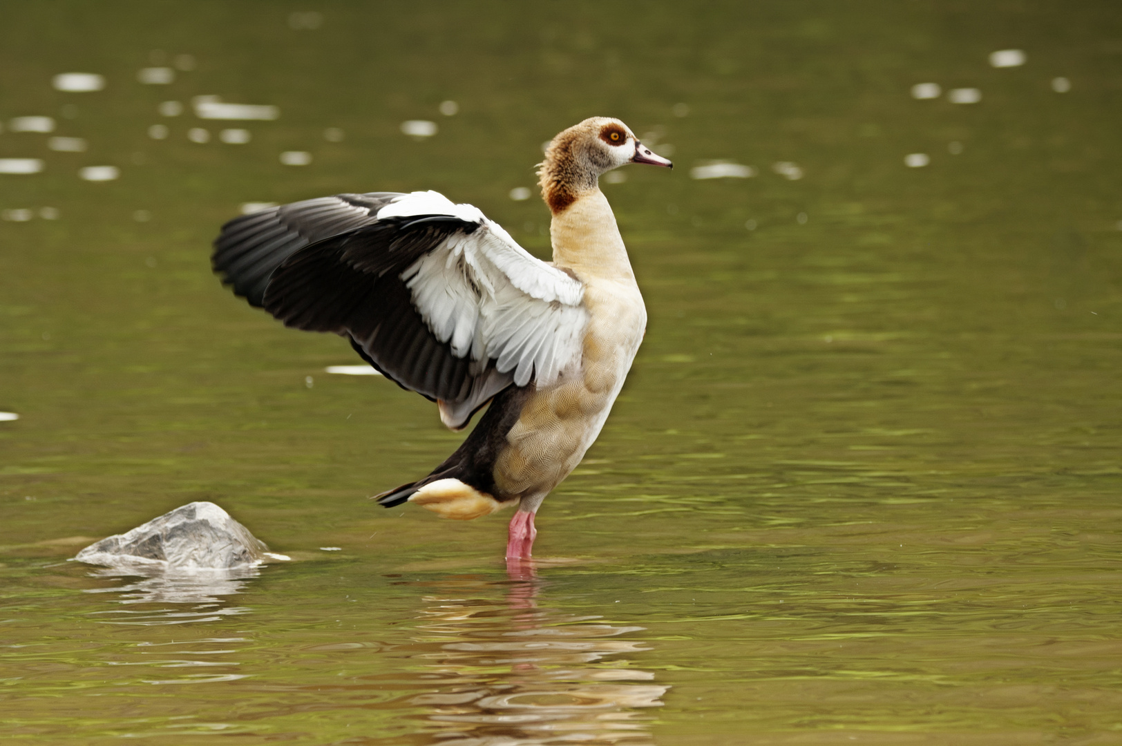 nilgans