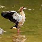 nilgans