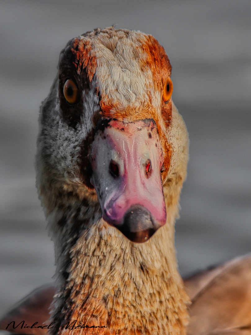 Nilgans