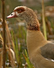 Nilgans 4