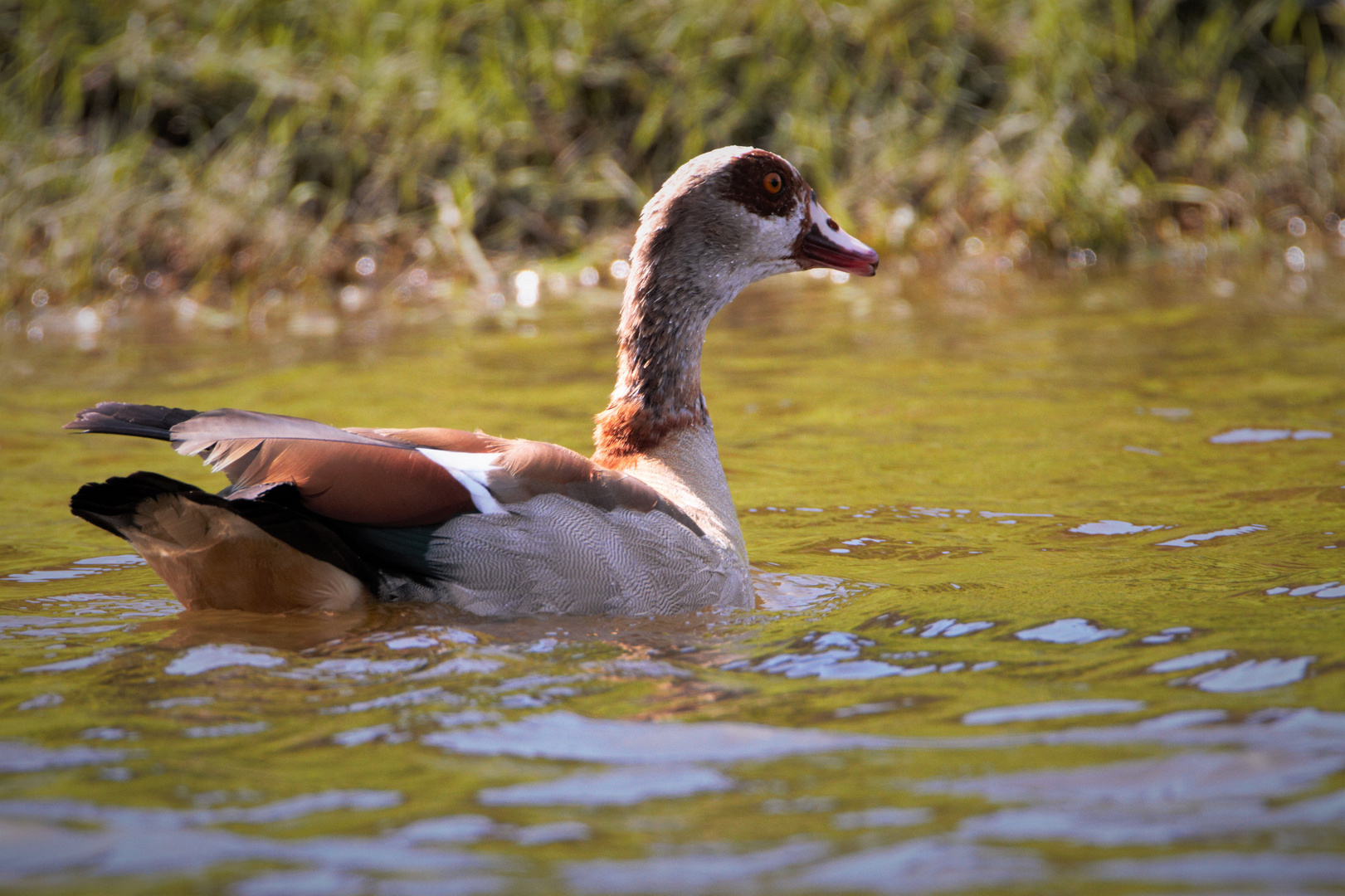 Nilgans 