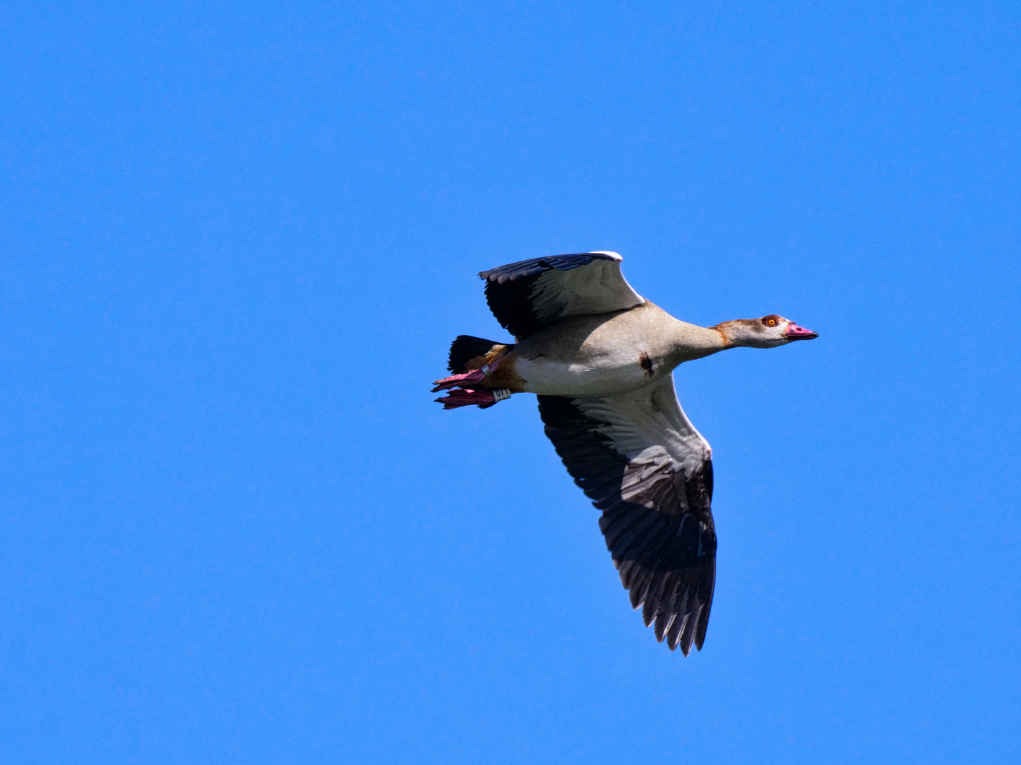 Nilgans