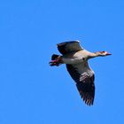 Nilgans