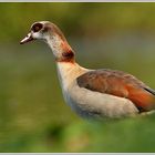 Nilgans