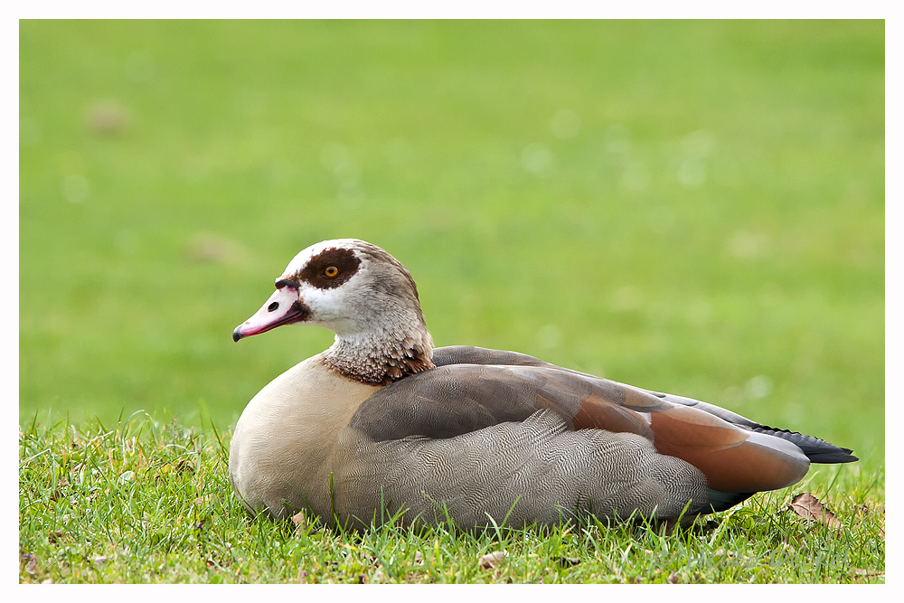 Nilgans