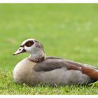 Nilgans