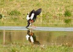 Nilgans