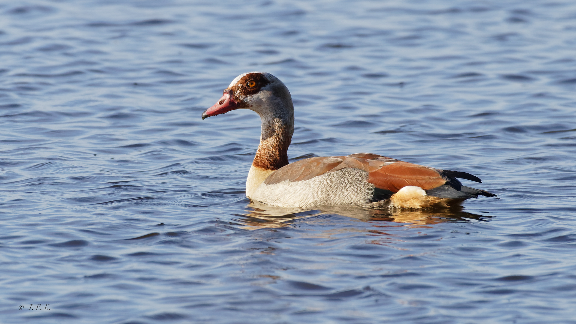 Nilgans