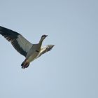 Nilgans